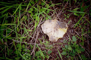 Illustration for article titled Shooting Challenge Fall Leaves Gallery 2